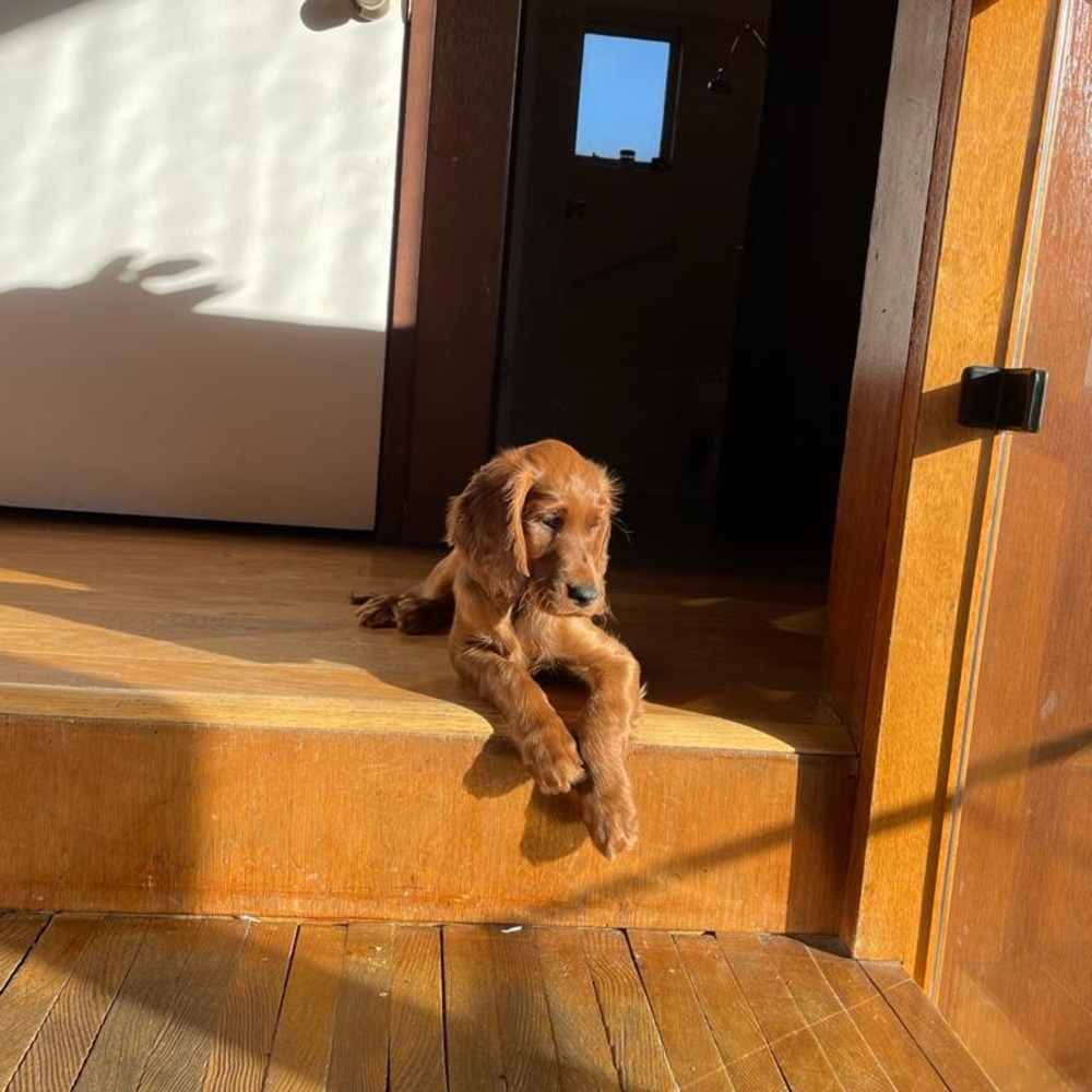 Meet your Posher, Fifi